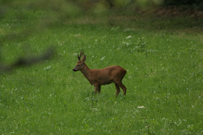 Chevreuils au chalet - 002